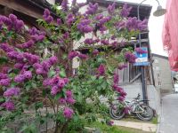 Zermatt-Flieder im Juni