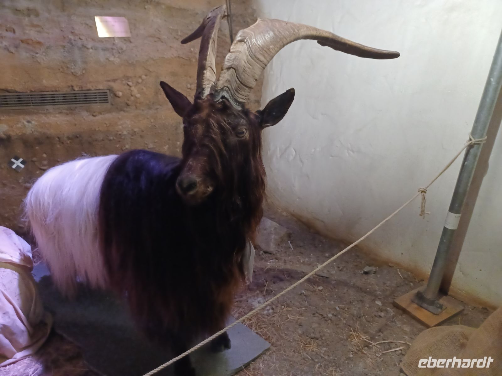 Zermatt-Matterhornmuseum: Schwarzhalsziege