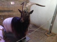 Zermatt-Matterhornmuseum: Schwarzhalsziege