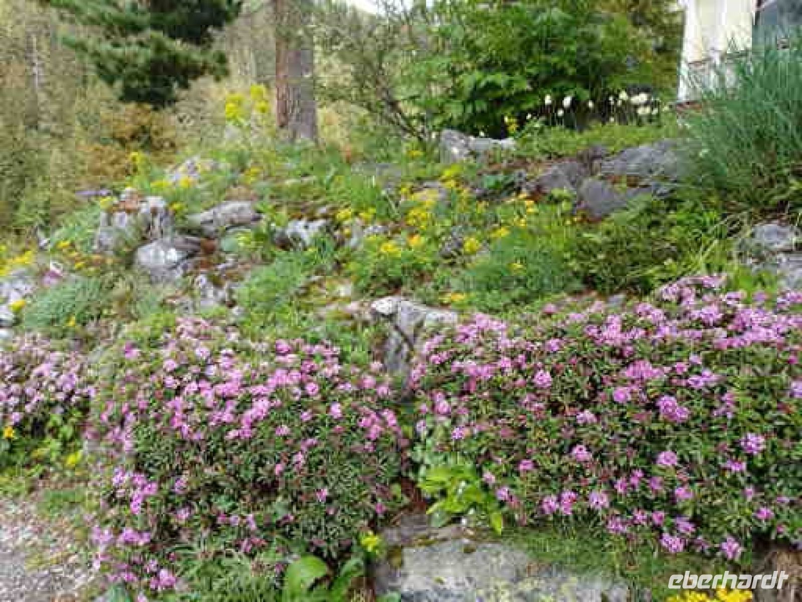 Schatzalp, Alpinengarten