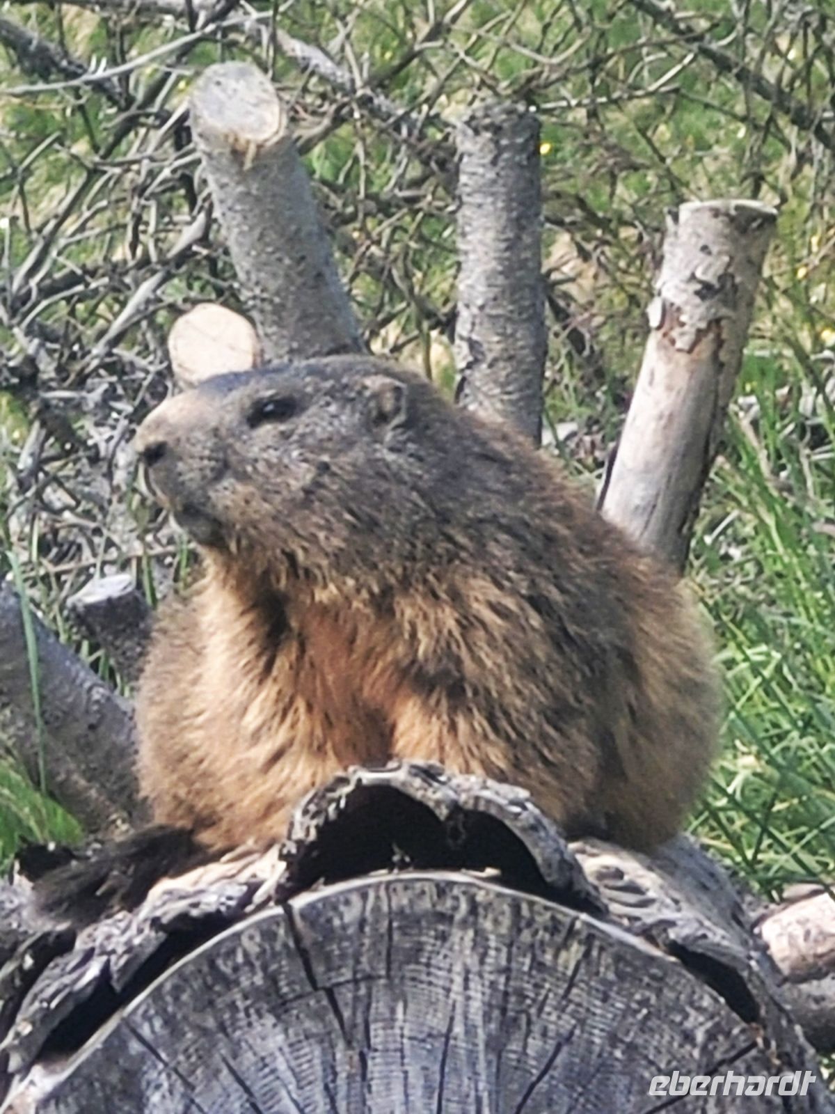 Murmeltier vom Stanserhorn