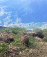 Murmeltier vom Stanserhorn