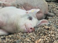 Freilichtmuseum Ballenberg