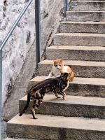 038 Thun - Katzen auf der Treppe zum Schloss