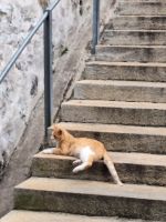 039 Thun - Katzen auf der Treppe zum Schloss