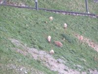 260 Auf dem   Pilatus - Steinböcke 