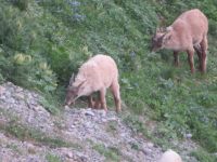 264 Auf dem   Pilatus - Steinböcke