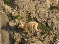 290 Auf dem   Pilatus - Steinböcke ganz nah