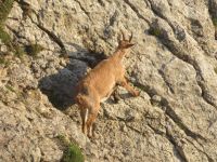 293 Auf dem   Pilatus - Steinböcke ganz nah