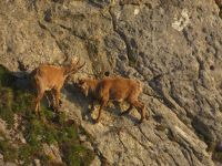 294Auf dem   Pilatus - Steinböcke ganz nah