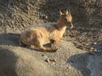 297 Auf dem   Pilatus - Steinböcke ganz nah