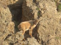 299 Auf dem   Pilatus - Steinböcke ganz nah