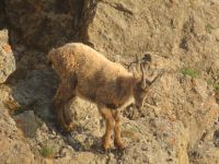 301 Auf dem   Pilatus - Steinböcke ganz nah