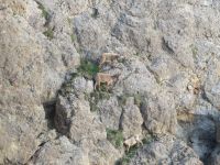 304 Auf dem   Pilatus - Steinböcke ganz nah