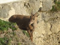 305 Auf dem   Pilatus - Steinböcke ganz nah