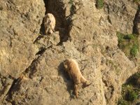 308 Auf dem   Pilatus - Steinböcke ganz nah