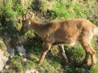 310 Auf dem   Pilatus - Steinböcke ganz nah