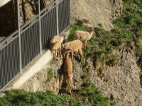 316 Auf dem   Pilatus - Steinböcke ganz nah
