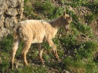 318 Auf dem   Pilatus - Steinböcke ganz nah