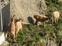 320 Auf dem   Pilatus - Steinböcke ganz nah