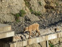 321 Auf dem   Pilatus - Steinböcke ganz nah