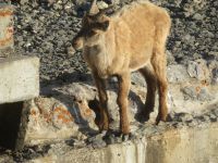 324 Auf dem   Pilatus - Steinböcke ganz nah