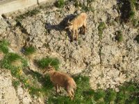 325 Auf dem   Pilatus - Steinböcke ganz nah