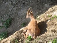 326 Auf dem   Pilatus - Steinböcke ganz nah