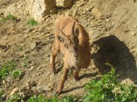 331 Auf dem   Pilatus - Steinböcke ganz nah