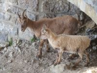 335 Auf dem   Pilatus - Steinböcke ganz nah