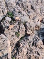 342 Auf dem   Pilatus - Steinböcke ganz nah