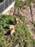 349 Auf dem   Pilatus - Steinböcke ganz nah