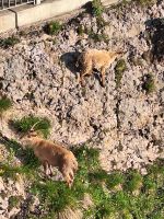 350 Auf dem   Pilatus - Steinböcke ganz nah