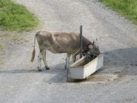 409 Schwägalp - Glückliche Kuh