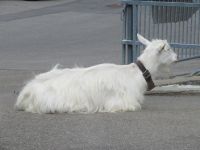 564 Schwägalp - vorwitzige Ziege