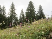 571 Schwägalp - Wanderung durch den Erlebnis Naturpark