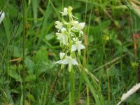 580 Schwägalp - Wanderung durch den Erlebnis Naturpark - Berghyazinthe