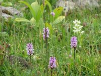 581 Schwägalp - Wanderung durch den Erlebnis Naturpark - Berghyazinthe und Knabenkraut
