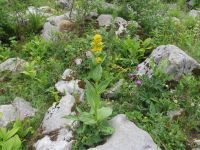 583 Schwägalp - Wanderung durch den Erlebnis Naturpark - Gelber Enzian