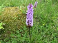 585 Schwägalp - Wanderung durch den Erlebnis Naturpark -  Knabenkraut