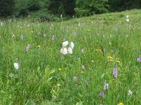 588 Schwägalp - Wanderung durch den Erlebnis Naturpark - Bergwiese mit Knabenkraut und Wollgras