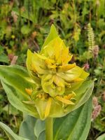 590 Schwägalp - Wanderung durch den Erlebnis Naturpark - Gelber Enzian