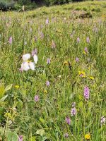 597 Schwägalp - Wanderung durch den Erlebnis Naturpark -Wollgras 