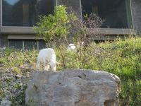 615 Schwägalp - Die Ziegen schauen auch nochmal vorbei