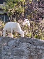 616 Schwägalp - Die Ziegen schauen auch nochmal vorbei