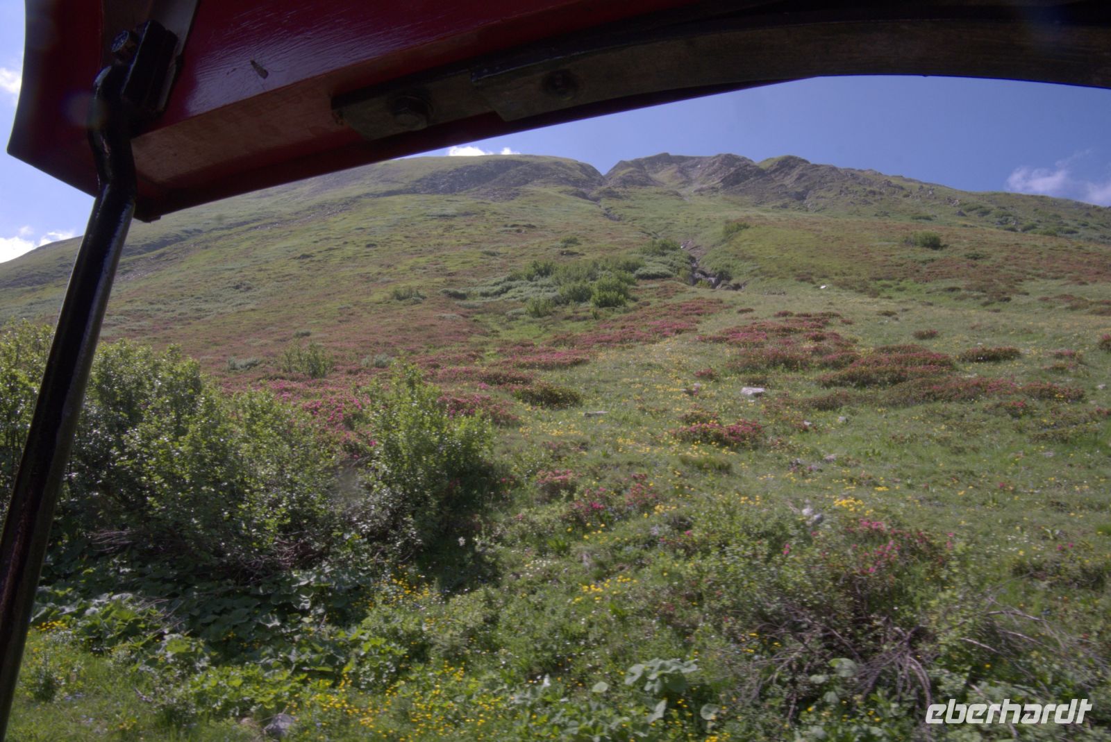 Die Alpenrosen beginnen zu blühen