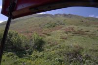 Die Alpenrosen beginnen zu blühen