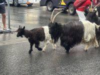 Zermatt - Zug der Schwarzhalsziegen - täglich um 9.00 und 16.30 Uhr
