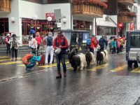 Zermatt - Zug der Schwarzhalsziegen