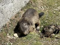 Murmeltier Park auf dem Grimselpass